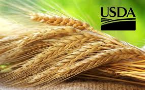 USDA proyecta un aumento en la producción global de trigo