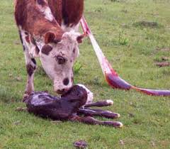 Cuidado del ternero y la vaca durante y después del parto
