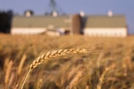 Proyecciones de producción de trigo para Rusia y Canadá