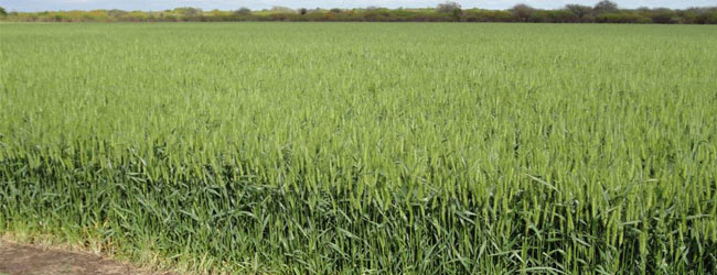 Cultivos de trigo con buen desarrollo