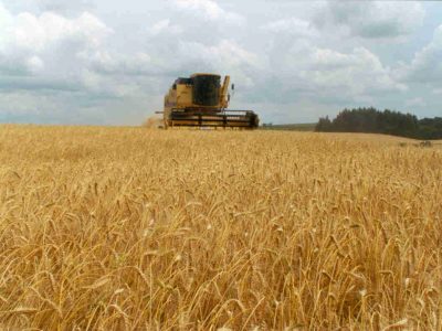 Panorama de la producción de trigo en Brasil y Argentina
