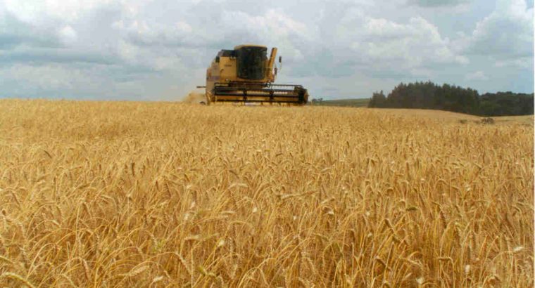 Panorama de la producción de trigo en Brasil y Argentina