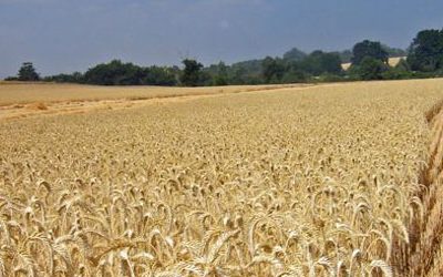 Stock de trigo es mayor al esperado por el mercado en EE.UU
