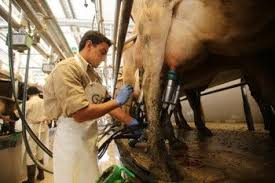 Precio de leche al productor en setiembre descendió