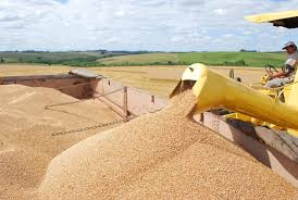 Conab subió su estimación de producción de trigo en Brasil