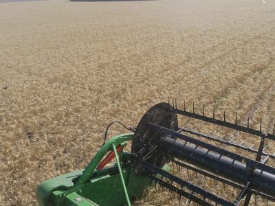 Avanza en el norte con buenos rendimientos la cosecha de trigo