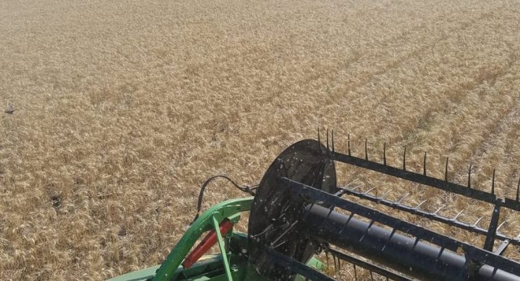 Avanza en el norte con buenos rendimientos la cosecha de trigo