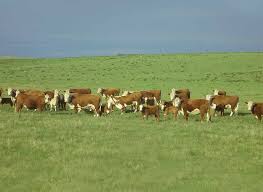 Cómo manejo mi ganado de cría y el pasto?