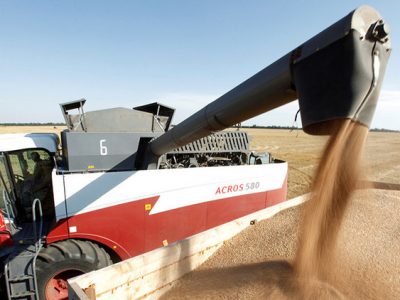 Posible reducción de oferta exportable de trigo ruso