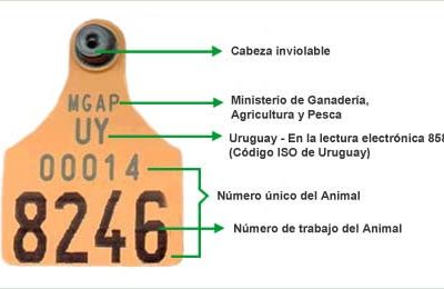 Pedidos de caravanas para registro animal no se harán más a través del Correo Uruguayo