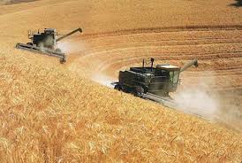EEUU intentará ingresar con trigo a Brasil