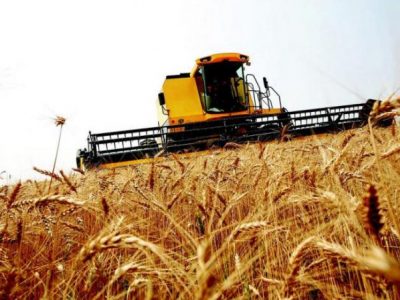 Finalizó cosecha de trigo en Uruguay