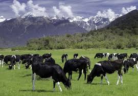 Llamado a interesados en participar del “Programa de entrenamiento en Sistemas Pastoriles de Producción Lechera Neozelandesa 