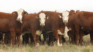 Japón habilitó a 16 frigoríficos para exportar carne bovina uruguaya