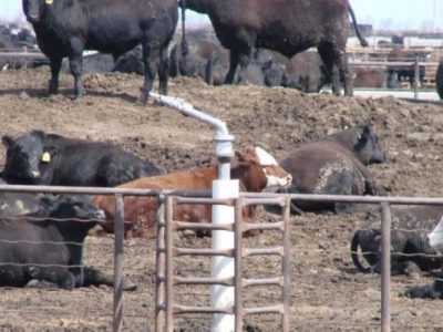 Cuándo se generan condiciones de estrés por calor en bovinos para carne?
