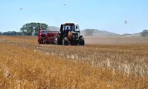 Efectos del estrés hídrico  sobre el rendimiento de soja intersiembra en trigo