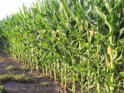 Argentina:Se espera una campaña histórica para el maíz