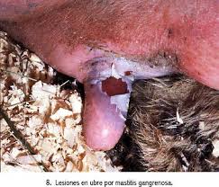 Mastitis una enfermedad en donde  se pierden muchas vacas y mucha plata
