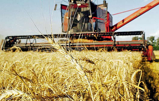Cosecha récord de trigo en Argentina
