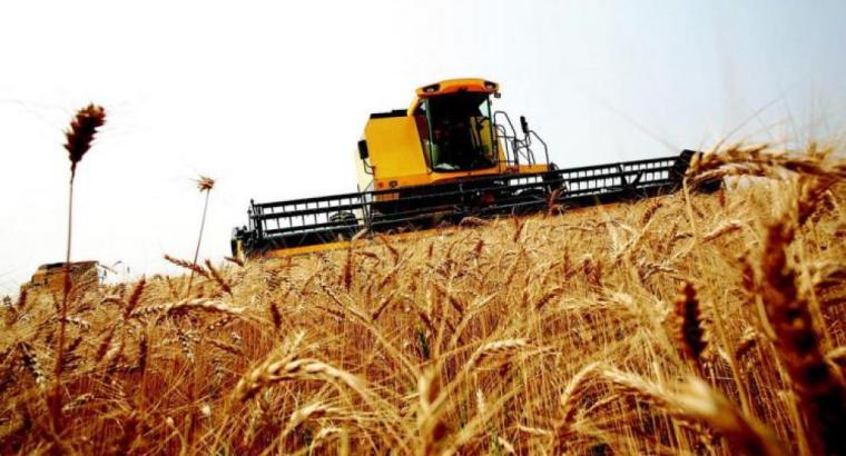 Brasil importará cupo de trigo estadounidense sin arancel