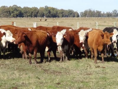 Mito urbano argentino: sobre la alimentación del ganado