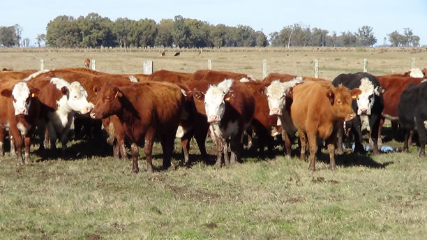 Mito urbano argentino: sobre la alimentación del ganado
