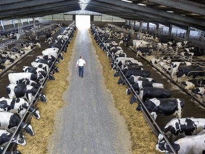 Estados Unidos: más leche de menos granjas