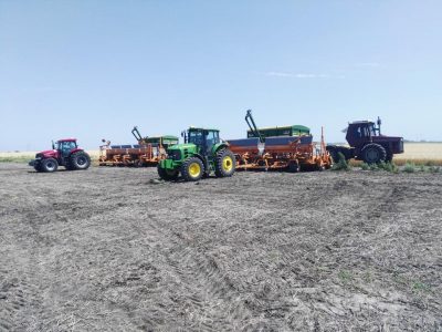 Trigo alcanzará las 250.000 hectáreas en Uruguay