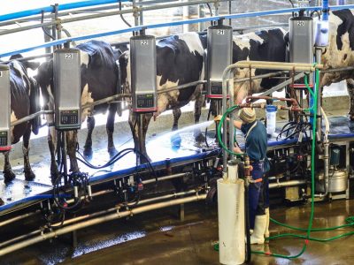 Producción de leche a nivel mundial disminuye