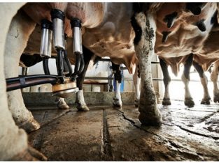 Llamado a consultoría para el «Análisis de la capacidad de producción de la industria láctea»