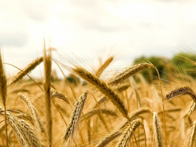 Mercado de trigo con miradas puestas sobre el clima