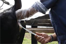 Curso “Inseminación artificial en bovinos” en San José