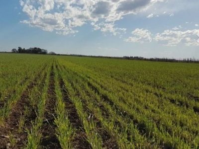 Bolsa de Cereales de Buenos Aires elevó su estimación de área de trigo