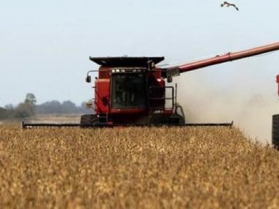 Aumentó estimación de producción global de trigo,según IGC