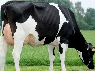En USA hay 9 millones de vacas lecheras que provienen de dos toros