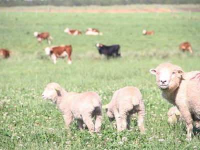 Manejo moderno del ovino en Sistemas Agrícolas Ganaderos