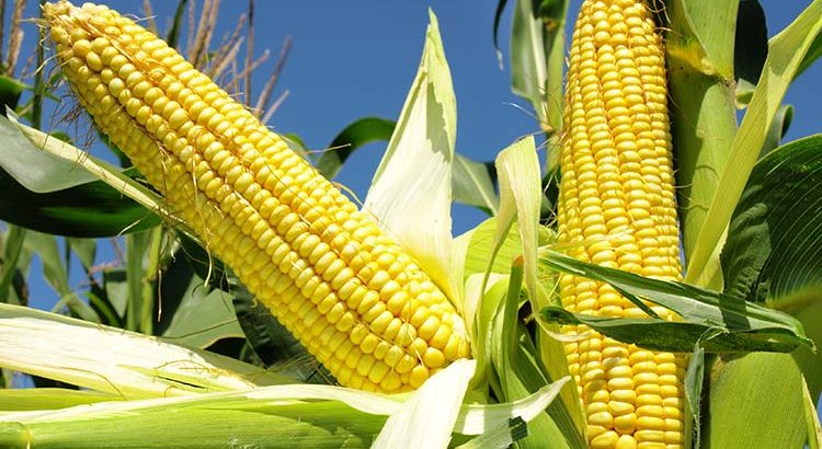 Aprueban tres nuevos eventos biotecnológicos en maíz en Argentina