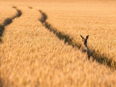 Sequía  amenaza al trigo australiano