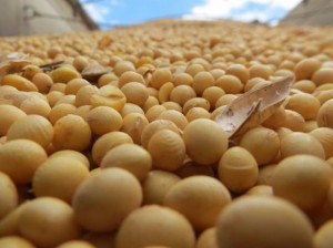 Importaciones Chinas de soja serán más bajas
