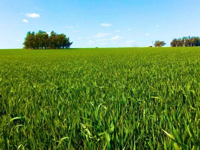 Cultivos de trigo a la espera del agua en el sur del país