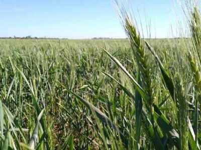 Argentina:el trigo arrancó octubre resignando rinde