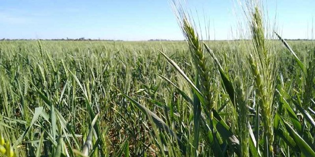 Argentina:el trigo arrancó octubre resignando rinde