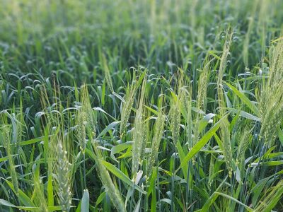 En 2019 aumentó el área de  trigo sembrado