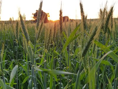 Recorte de previsiones para la producción mundial de trigo
