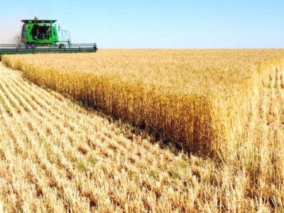 Recorte en las previsiones de trigo en Argentina
