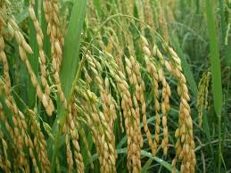 Días de campo arroz