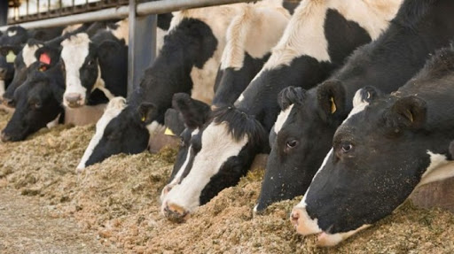 Disminución del efecto invernadero alimentando vacas con restos de cerveza