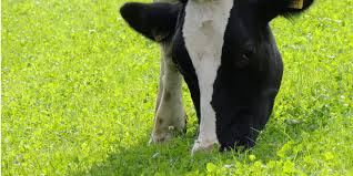 Mitos sobre la gestión de la salud en la producción de leche orgánica