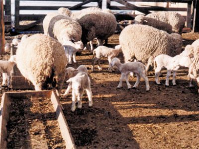 Curso sobre Producción ovina intensiva” en San Pedro, Colonia