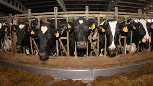 Soja con alto contenido de ácido oleico beneficia a las vacas lecheras